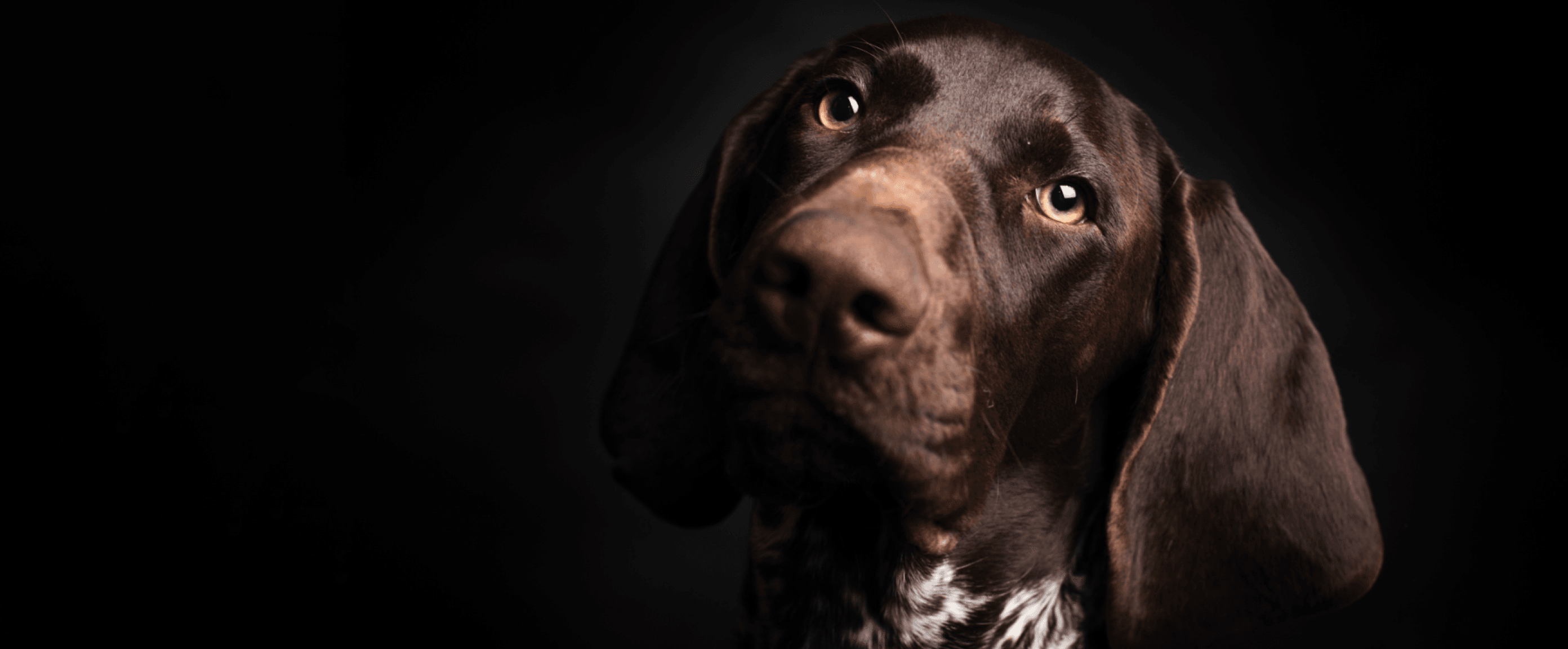 Pets. Made Even Better.